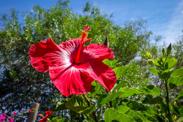Hibiscus flower