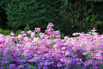 Obraz premium Travel to Chiangmai, Thailand. Small pink flowers on the meadow.