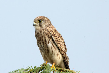 Wild life bird Photography  - Lesser kestral