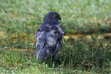 Wild life bird Photography - Montaque Harrier