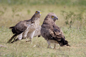 Wild life bird Photography- Shot-toed Snake eagle
