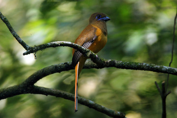 Wild life bird Photography- Malabar Trogon