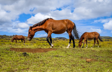Obraz na płótnie Canvas Horses in easter island field