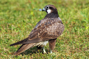 Wild life bird Photography - Laggar Flacon
