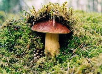 Mushrooms in the forest.