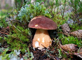 Mushrooms in the forest.