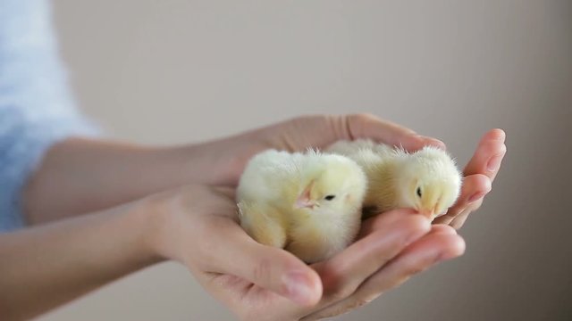 two little chicken in hands. Little cute fluffy yellow chick in woman hands