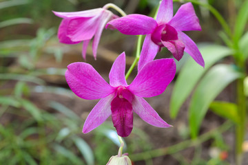 Orchids
