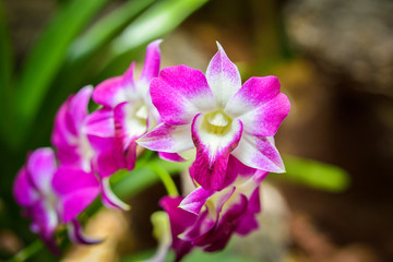 Orchids
