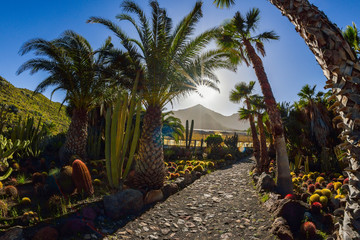 Cactus garden in Gran Canaria island, Spain

