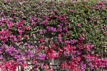 Blossoming Bougainvillea hedge