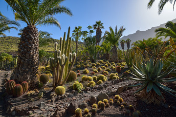 Fototapeta na wymiar Cactus garden in Gran Canaria island, Spain 