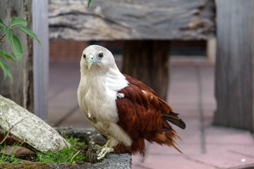 philippine eagle on the garden