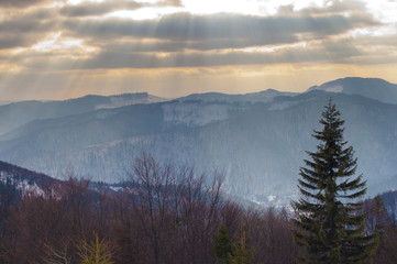 hills covered in snow in the Carpathian mountain range. high evergreen spruce and pine trees. Frosty winter day; dramatic clouds in the blue sky with sun rays