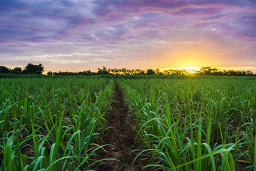 Sugarcane field at sunset.