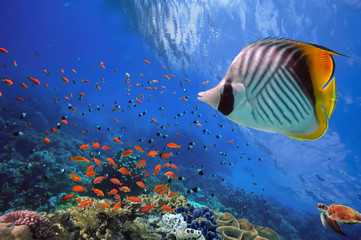 Obraz premium Zdjęcie tropikalnej ryby na rafie koralowej