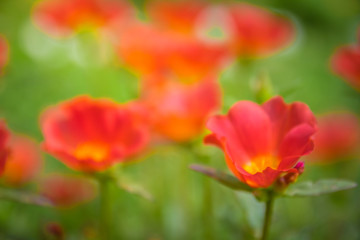 Fototapeta premium Blured of little red flowers that is known in many names as Common Purslan.