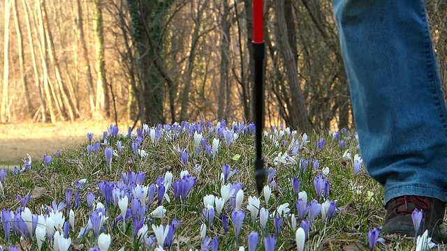 Hiker walking in springtime. In foreground the crocus flower.