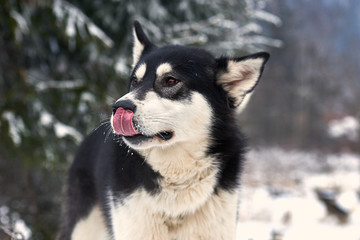 Close up on  a beautiful husky dog. Siberian husky dog  outdoors. Portrait of siberian husky in the nature in the winter time.