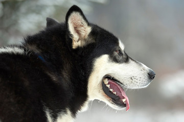 Obraz premium Close up on a beautiful husky dog. Siberian husky dog outdoors. Portrait of siberian husky in the nature in the winter time.