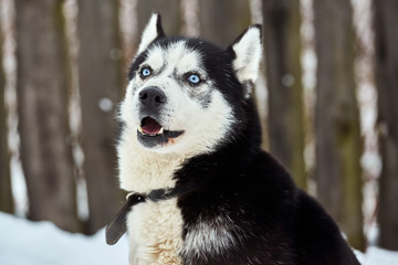 Close up on  a beautiful husky dog. Siberian husky dog  outdoors. Portrait of siberian husky in the nature in the winter time.