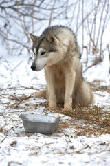 Beautiful alaskan giant  malamute  waiting to participate in the dog sled racing. Alaskan malamute in the nature, in the winter time.