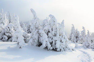 On the lawn covered with snow.