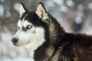 Close up on  a beautiful husky dog. Siberian husky dog  outdoors. Portrait of siberian husky in the nature in the winter time. © DannyIacob