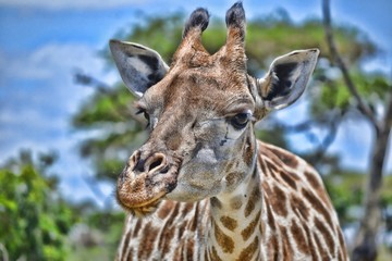 Naklejka premium Giraffe Close up