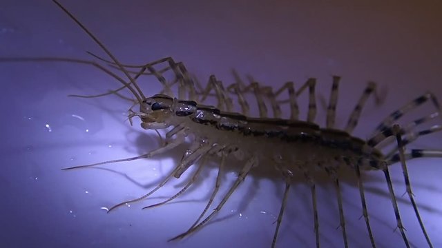 House centipede cleaning its front legs