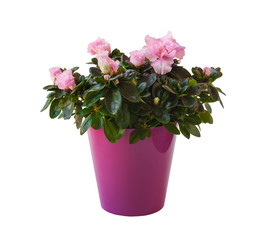 Azalea ( Rhododendron simsii ) in a pot