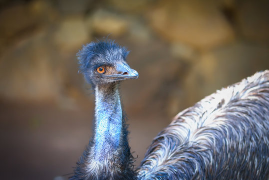 Emu bird in animals park in Gran Canaria, Spain
