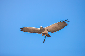 Falcon in free flight in animals park in Gran Canaria, Spain
