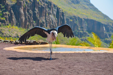 Marabou stork bird in animals park in Gran Canaria, Spain