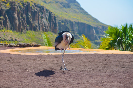 Marabou stork bird in animals park in Gran Canaria, Spain