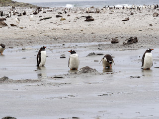 nesting colonies of Gentoo penguin, Pygoscelis Papua, on the Sea Lion Island, Falkland / Malvinas