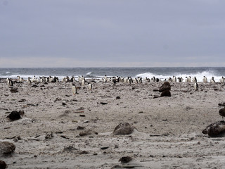 nesting colonies of Gentoo penguin, Pygoscelis Papua, on the Sea Lion Island, Falkland / Malvinas