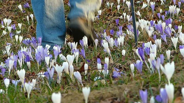 Hiker walking in springtime. In foreground the crocus flower.