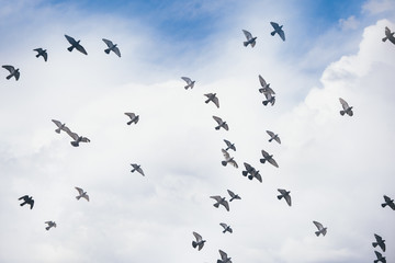 Birds in the sky