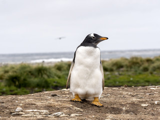 Gentoo penguin, Pygoscelis Papua, on the Sea Lion Island, Falkland / Malvinas