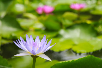 Purple lotus in lagoon.