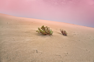 desert sand