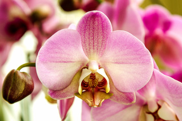 Naklejka na ściany i meble beautiful pink orchid flower room
