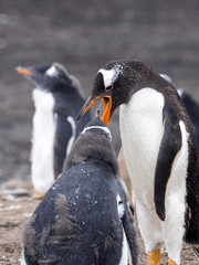 Gentoo penguin, Pygoscelis Papua, feed the chick, on the Sea Lion Island, Falkland / Malvinas