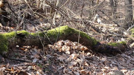 Wild nature,moss,spring,forest