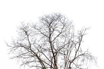 Fototapeta na wymiar black branches gradient on white
