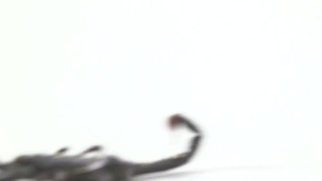 African Emperor Scorpion on white background 