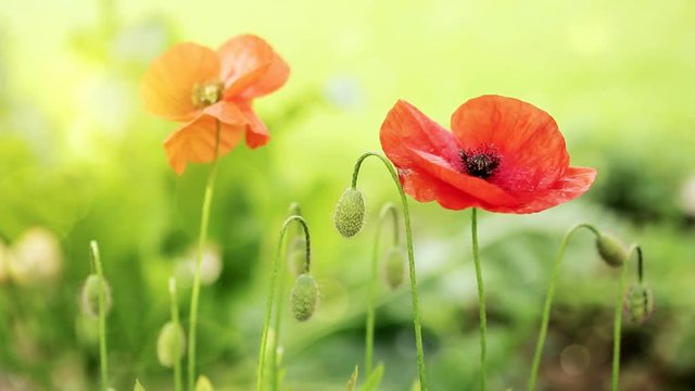 Two red poppies isolated on a blurred background.