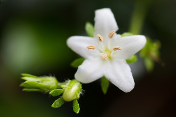 Obraz na płótnie Canvas close up beautiful white flower