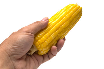 A corn isolate on white with clipping path